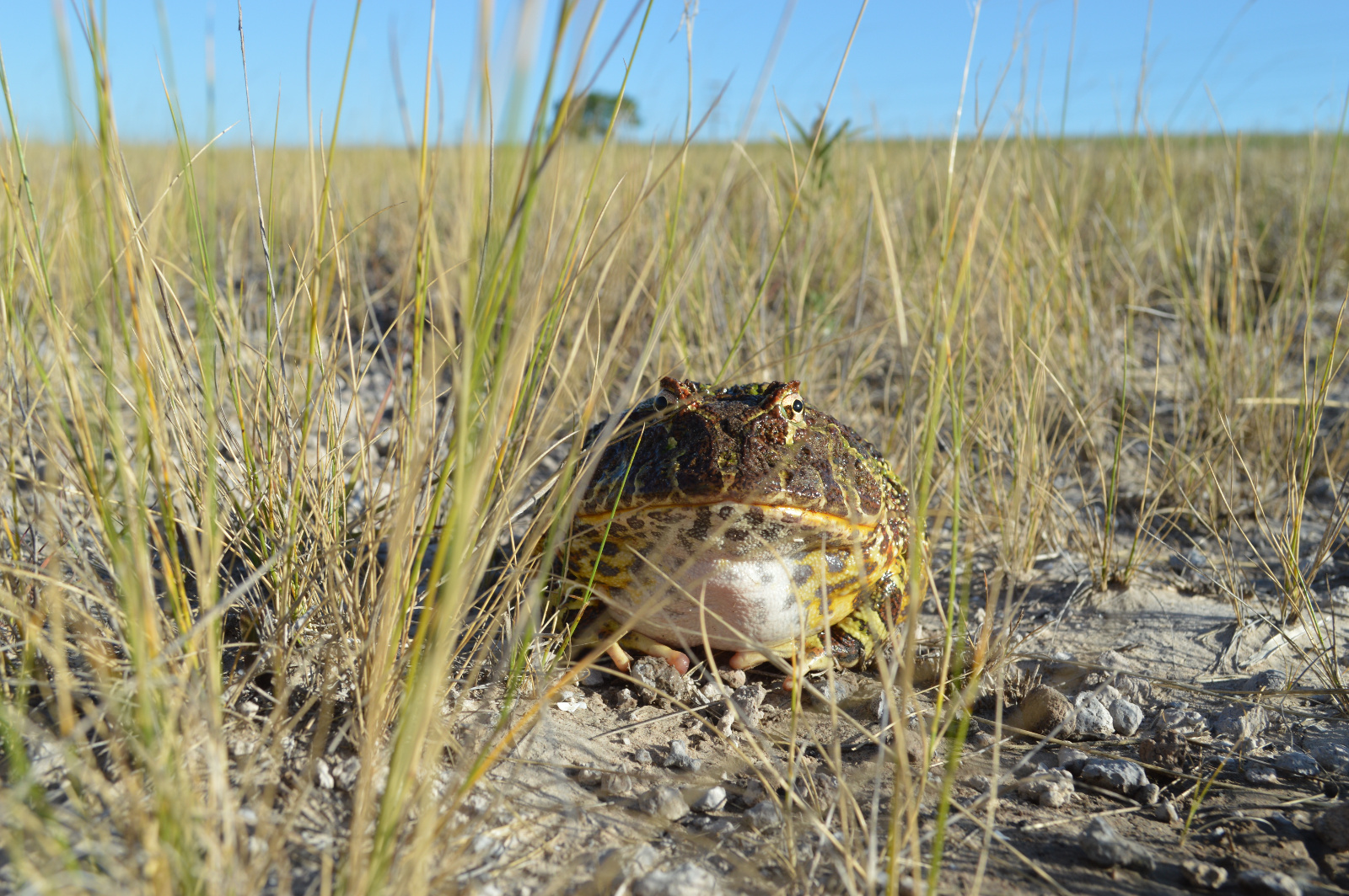Female   Ph Gabriela Agostini
